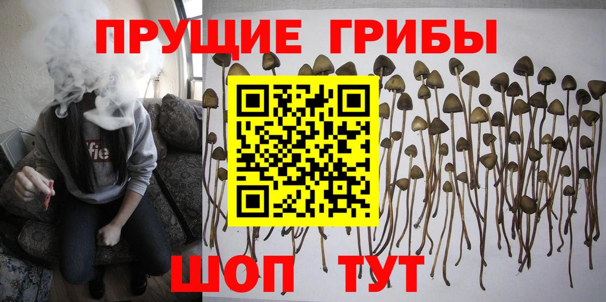 Галлюциногенные грибы Psilocybe  Вход с VPN  купить наркотики цена  Новоалтайск 